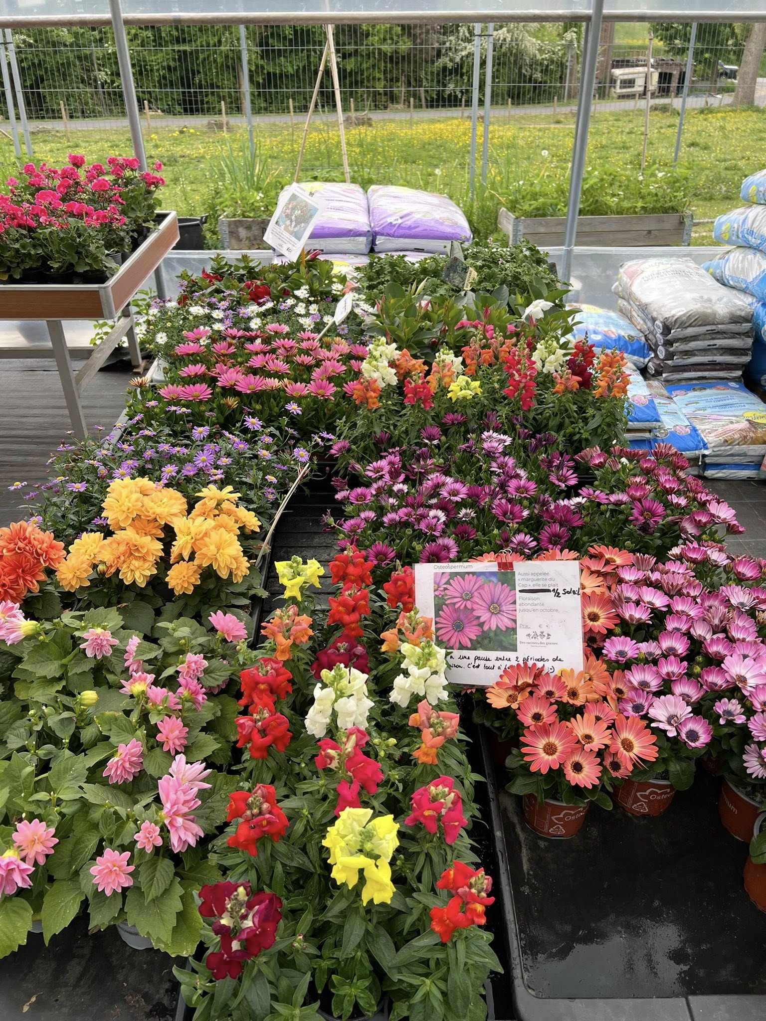 Fleurs annuelles