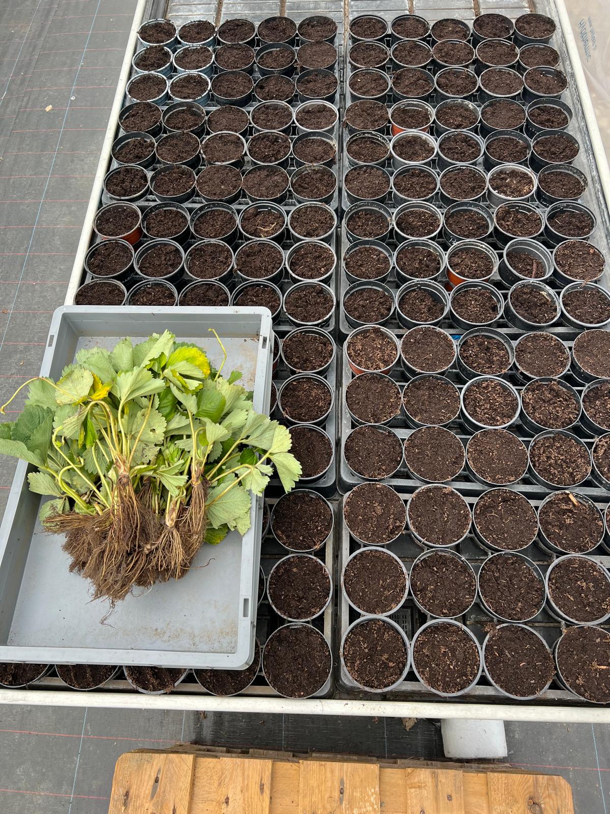 Plantations en godets