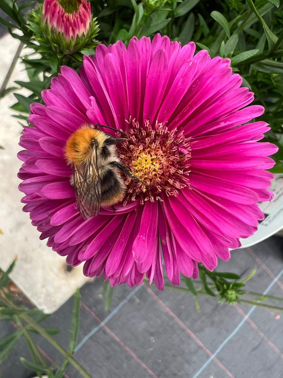 Plantes vivaces à Bassenge